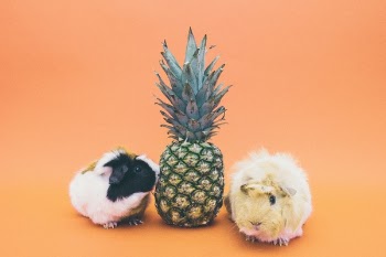 Free Photo of pineapple, dessert, appetizer