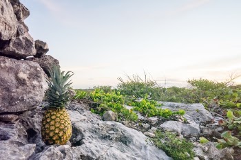 Free Photo of pineapple, dessert, appetizer