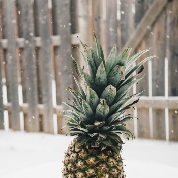 Free Photo of pineapple, dessert, appetizer