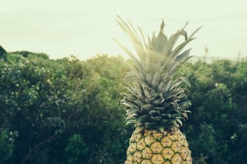 Free Photo of pineapple, dessert, appetizer