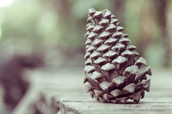 Free Photo of pinecone, conifer, reproduction