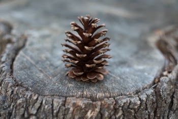 Free Photo of pinecone, plant, tree