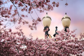 Free Photo of pink, blossom, trees