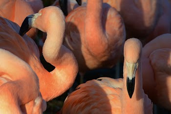 Free Photo of pink, flamingos, birds