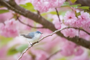 Free Photo of pink, flower, bloom