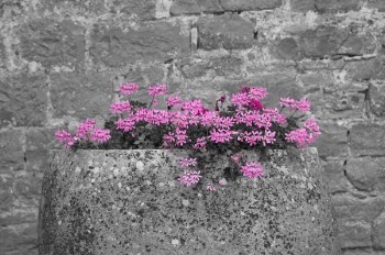 Free Photo of pink, grey, flowers