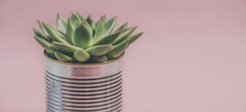 Free Photo of pink, house, plant