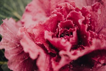 Free Photo of pink, leaf, lettuce
