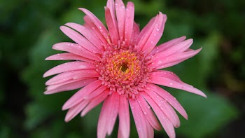 Free Photo of pink, petal, blur