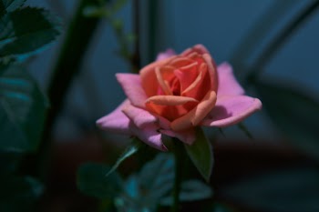 Free Photo of pink, petal, rose