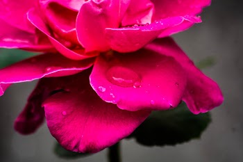 Free Photo of pink, petal, rose