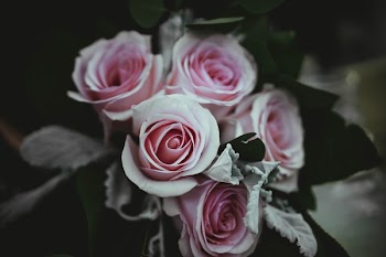 Free Photo of pink, rose, flower