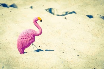 Free Photo of pink, swan, beak