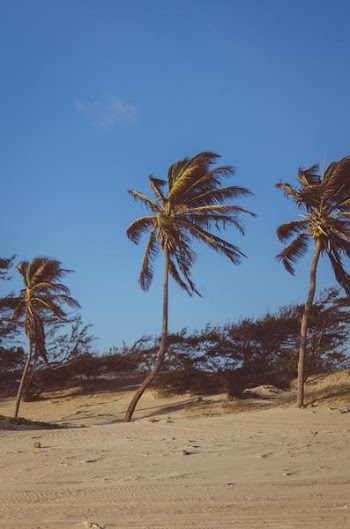 Free Photo of plam tree, swinging, wind