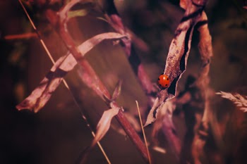 Free Photo of plant, blur, red