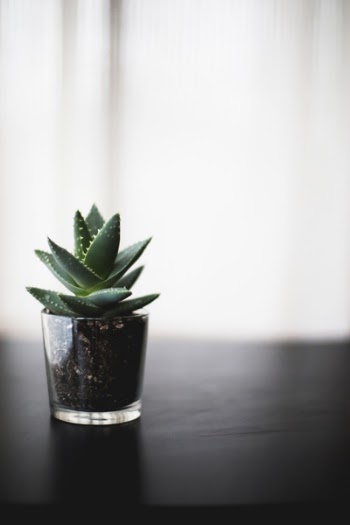 Free Photo of plant, bonsai, table
