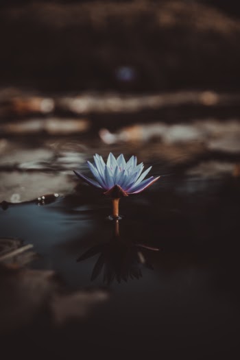Free Photo of plant, flower, waterlily