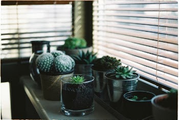 Free Photo of plant, garden, flower