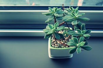 Free Photo of plant, garden, flower
