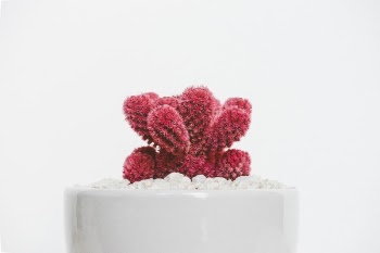Free Photo of plant, garden, flower