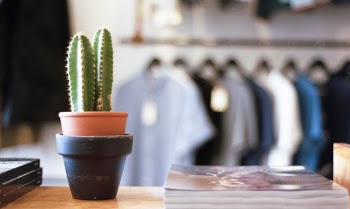 Free Photo of plant, garden, flowerpot