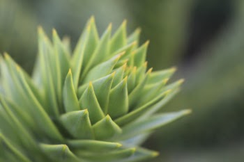 Free Photo of plant, garden, leaves
