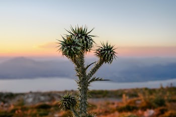 Free Photo of plant, nature, mountain