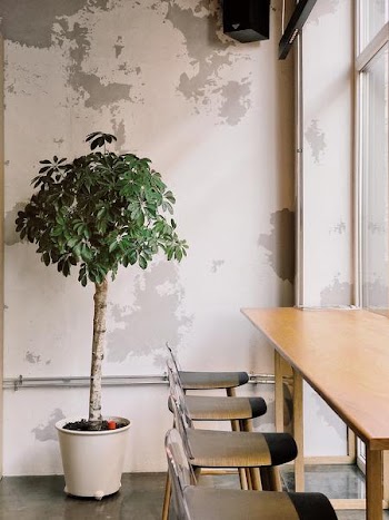 Free Photo of plant, tree, indooors