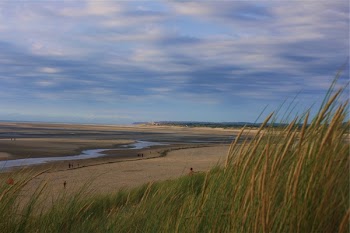 Free Photo of plants, beach, puddles