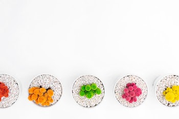 Free Photo of plants, bonsai, colorful