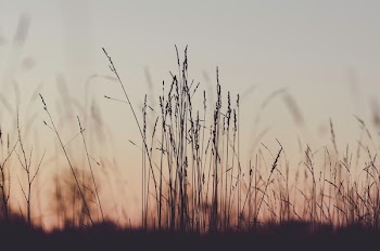 Free Photo of plants, field, sunset
