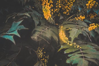 Free Photo of Plants, Flower, Flowers