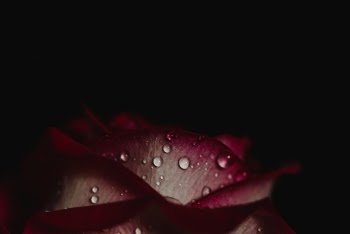Free Photo of plants, flower, rose