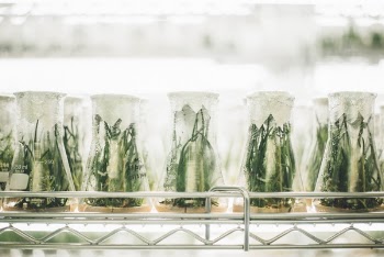 Free Photo of plants, glass, jar