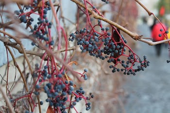 Free Photo of plants, nature, autumn