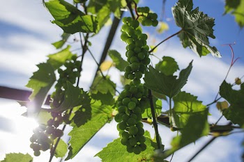Free Photo of plants, nature, fruits