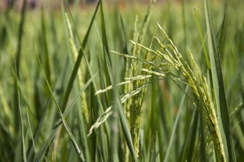 Free Photo of plants, nature, leaves
