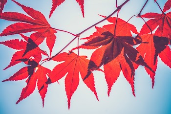 Free Photo of plants, nature, leaves