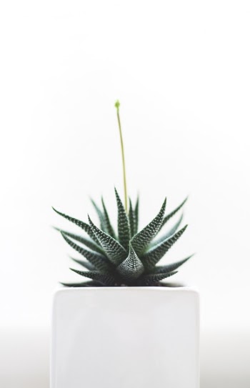 Free Photo of plants, nature, leaves