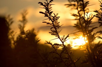 Free Photo of plants, nature, leaves