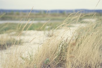 Free Photo of plants, reeds