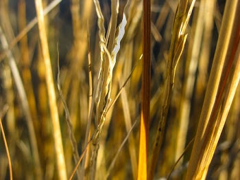 Free Photo of plants, wheat, agriculture