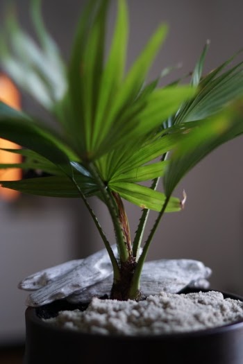 Free Photo of pot, green, leaf