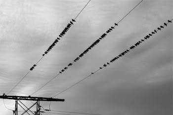 Free Photo of power lines, birds, sky