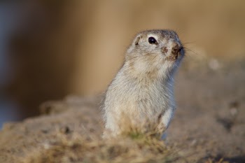 Free Photo of prairie dog, rodent, squirrel