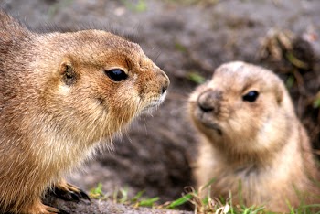 Free Photo of prairie dogs, animals