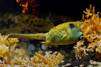 Free Photo of pufferfish, blowfish, bubblefish