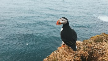 Free Photo of puffin, bird, animal