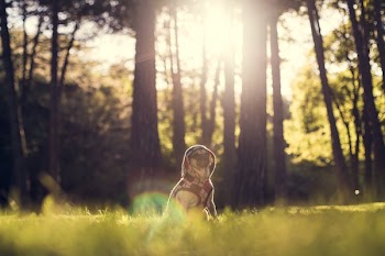Free Photo of pug, dog, animals