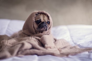 Free Photo of pug, dog, animals